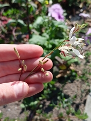 Oenothera lindheimeri