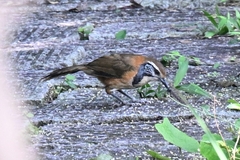 Pterorhinus pectoralis