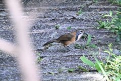 Pterorhinus pectoralis