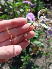 Oenothera lindheimeri