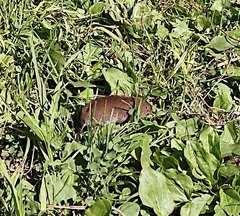 Clethrionomys glareolus