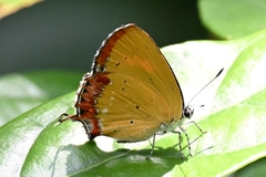Heliophorus ila