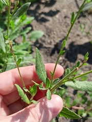 Oenothera lindheimeri