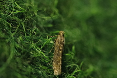 Scrobipalpa ocellatella