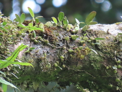 Bulbophyllum retusiusculum