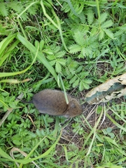 Clethrionomys glareolus