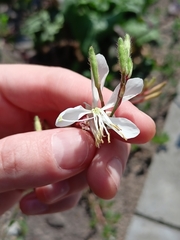 Oenothera lindheimeri