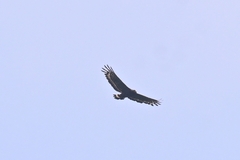 Spilornis cheela