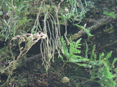 Phlegmariurus sieboldii