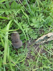 Clethrionomys glareolus