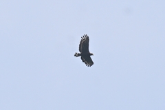 Spilornis cheela