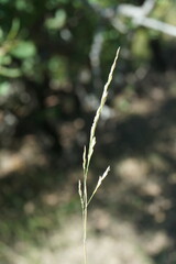 Poa sterilis