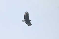 Spilornis cheela