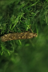 Scrobipalpa ocellatella