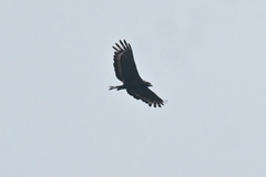 Spilornis cheela