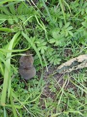 Clethrionomys glareolus