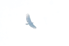 Spilornis cheela