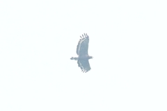 Spilornis cheela