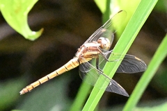 Orthetrum