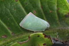 Flatidae
