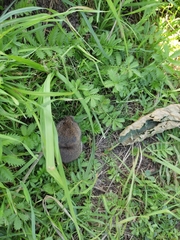 Clethrionomys glareolus