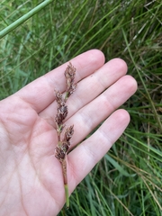 Machaerina rubiginosa