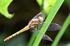 Orthetrum
