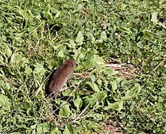 Clethrionomys glareolus