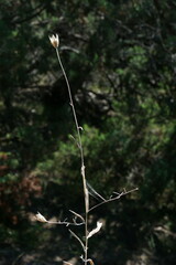 Xeranthemum cylindraceum