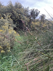 Machaerina rubiginosa