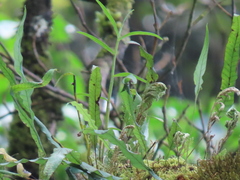 Dendrobium moniliforme