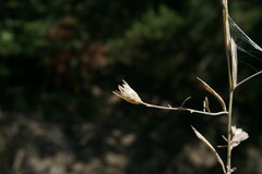 Xeranthemum cylindraceum
