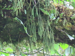 Phlegmariurus fargesii