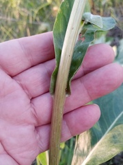 Senecio doria