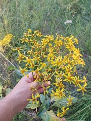 Senecio doria