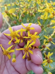 Senecio doria