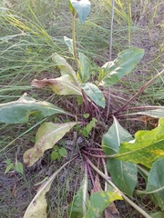 Senecio doria