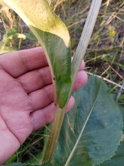Senecio doria