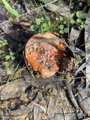 Amanita xanthocephala