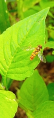 Episyrphus balteatus