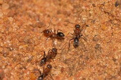 Iridomyrmex