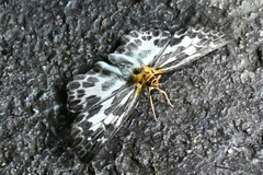 Abraximorpha