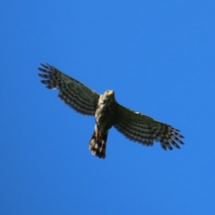 Accipiter trivirgatus