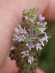 Menthinae