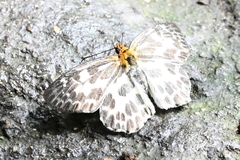 Abraximorpha
