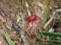 Bulbophyllum melanoglossum