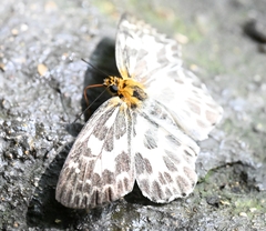 Abraximorpha