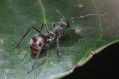 Polyrhachis bicolor