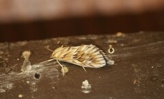 Cynaeda dentalis