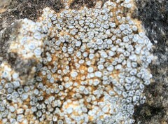 Lecanoromycetes
